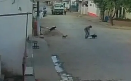 
          Imagem ilustrativa da imagem Mais de 300 denúncias de maus-tratos contra animais este ano no ES
          