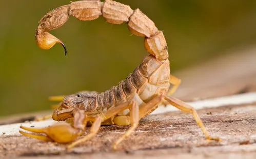 
          Imagem ilustrativa da imagem Mais de 5 mil foram picados por cobras, aranhas e escorpiões este ano no ES
          