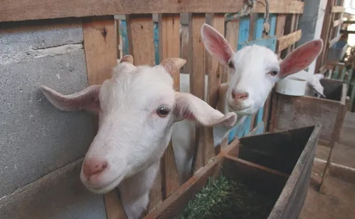 
          Imagem ilustrativa da imagem Mais nutrientes e menos alergias entre os benefícios: conheça o leite de cabra
          