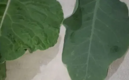 
          Imagem ilustrativa da imagem Mais sete pessoas são intoxicadas em MG após comerem 'falsa couve'
          