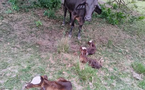 
          Imagem ilustrativa da imagem Morre uma das bezerras trigêmeas nascidas no Sul do ES
          