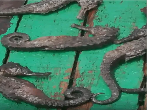 
          Imagem ilustrativa da imagem Morte de animais marinhos em Suape levanta alerta sobre impactos de nova dragagem
          