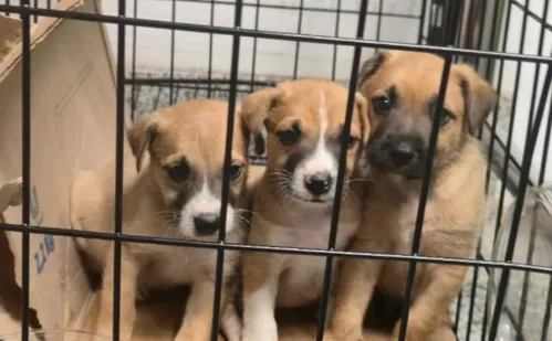 
          Imagem ilustrativa da imagem Mulher é presa por abandonar filhotes de cachorro em supermercado de Cariacica
          