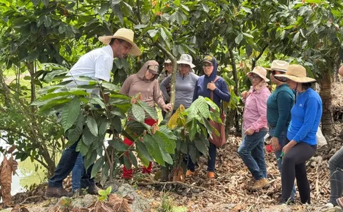 
          Imagem ilustrativa da imagem Mulheres do Cacau: auxílio na criação de renda e garantia de sustento das famílias
          