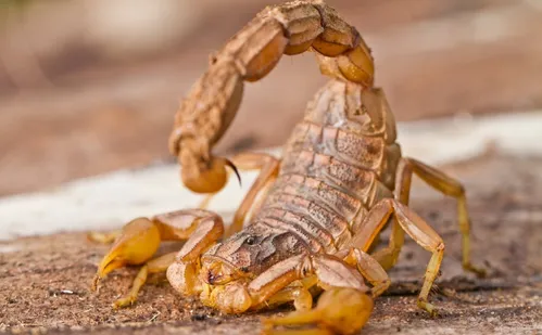 
          Imagem ilustrativa da imagem Município do ES emite alerta para risco de acidentes com escorpiões
          