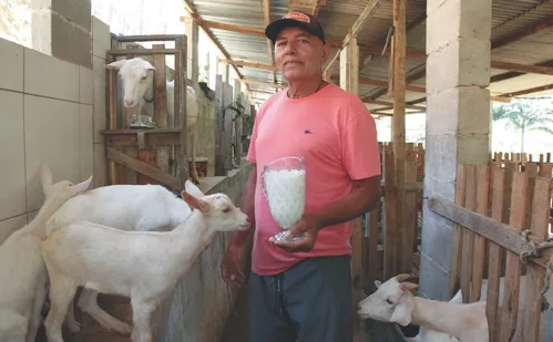 
          Imagem ilustrativa da imagem O sucesso do leite de cabra, o preferido de Gandhi e Cleópatra
          