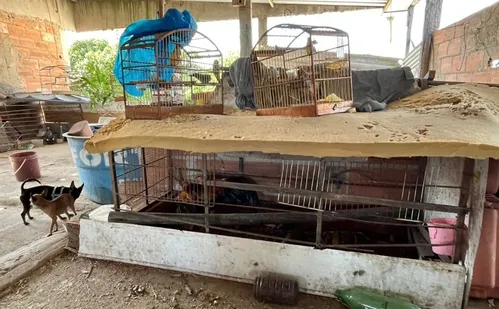 
          Imagem ilustrativa da imagem Operação ambiental resgata pássaros e galos de briga na Grande Vitória
          