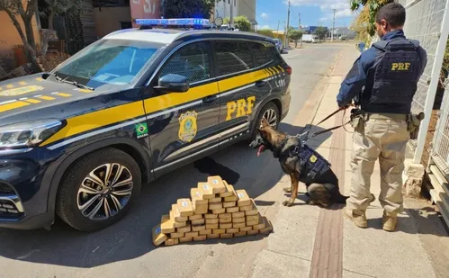 
          Imagem ilustrativa da imagem PRF apreende 50 tabletes de pasta base de cocaína em Baixo Guandu
          