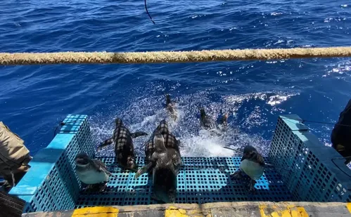 
          Imagem ilustrativa da imagem Pinguins monitorados por satélite
          