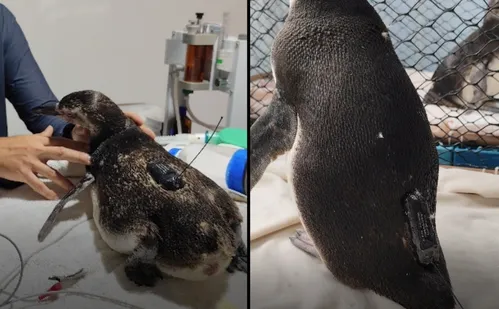 
          Imagem ilustrativa da imagem Pinguins resgatados no ES serão soltos e monitorados por satélite
          
