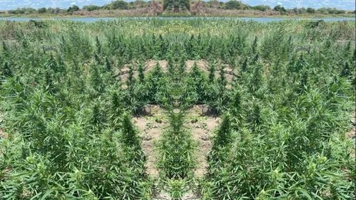 
          Imagem ilustrativa da imagem Polícia Militar destrói grande plantação de maconha no Sertão de PE
          