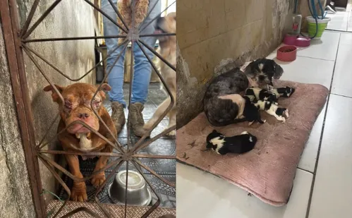 
          Imagem ilustrativa da imagem Polícia resgata 50 cachorros em canil clandestino com condições insalubres no Rio
          