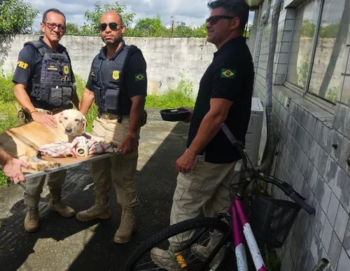 
          Imagem ilustrativa da imagem Policiais Rodoviários Federais resgatam cadela abandonada no Recife
          