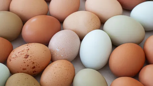 
          Imagem ilustrativa da imagem Preço dos ovos recua 13,8% e consumidor amplia compras, aponta pesquisa
          