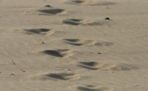 
          Imagem ilustrativa da imagem Primeiras pegadas de pterossauro brasileiro são achadas no interior de SP
          