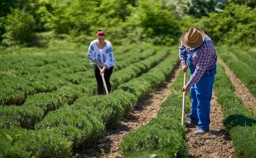 
          Imagem ilustrativa da imagem Projeto do governo do ES quer dobrar compras de produtos da agricultura familiar
          