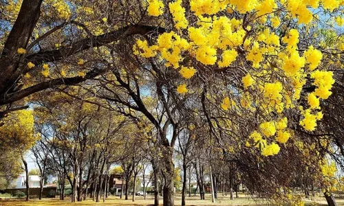 
          Imagem ilustrativa da imagem Quando o passado pesa, mas o futuro insiste: a reinvenção de Floresta
          