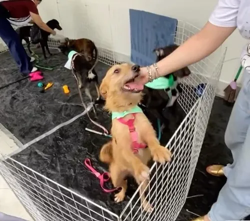 
          Imagem ilustrativa da imagem Shopping Guararapes recebe feira de adoção responsável com serviços gratuitos
          