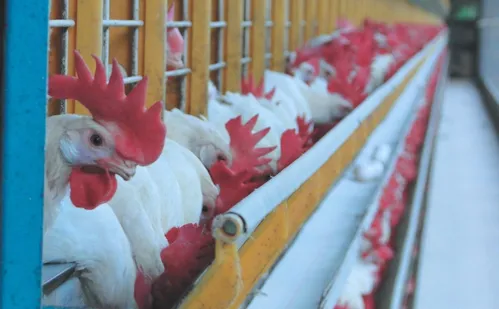 
          Imagem ilustrativa da imagem Tarifaço dos EUA afeta ovo produzido no Espírito Santo
          