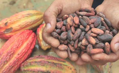 
          Imagem ilustrativa da imagem Tarifaço dos EUA ameaça setor de cacau e pode paralisar produção no ES
          