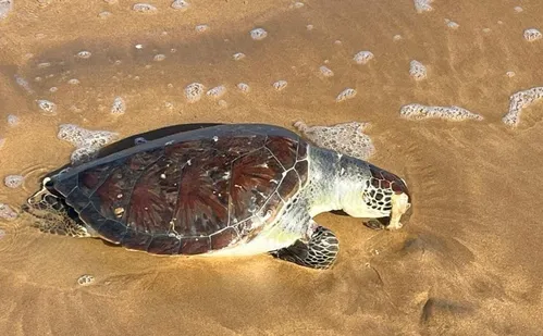 
          Imagem ilustrativa da imagem Tartaruga-verde é encontrada morta em praia no Sul do ES
          