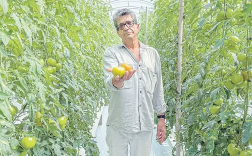 
          Imagem ilustrativa da imagem Tomate cultivado na água em Alfredo Chaves faz sucesso
          