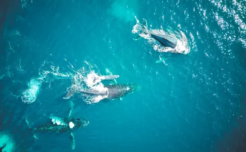 
          Imagem ilustrativa da imagem Um show de baleias em Guarapari com recorde de avistamentos
          