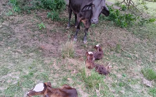 
          Imagem ilustrativa da imagem Vaca dá à luz a bezerras trigêmeas no Sul do ES
          