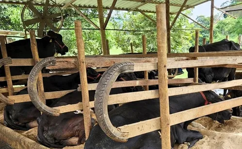 
          Imagem ilustrativa da imagem Ventiladores aumentam produção de leite no Sul do ES
          