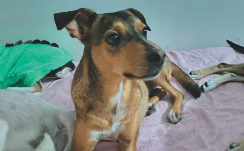 
          Imagem ilustrativa da imagem Vida Pet: como identificar e tratar otite em cães e gatos
          