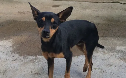 
          Imagem ilustrativa da imagem Vida Pet: como identificar e tratar otite em cães e gatos
          