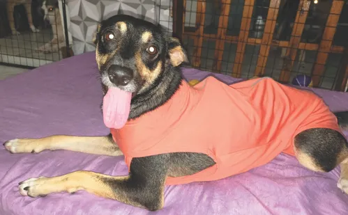 
          Imagem ilustrativa da imagem Vida Pet: como identificar e tratar otite em cães e gatos
          