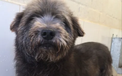 
          Imagem ilustrativa da imagem Vida Pet: como identificar e tratar otite em cães e gatos
          