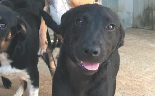 
          Imagem ilustrativa da imagem Vida Pet: como identificar e tratar otite em cães e gatos
          