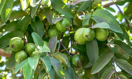 
          Imagem ilustrativa da imagem Zona da Mata aposta em inovação com produtos feitos de frutas e cana-de-açúcar
          