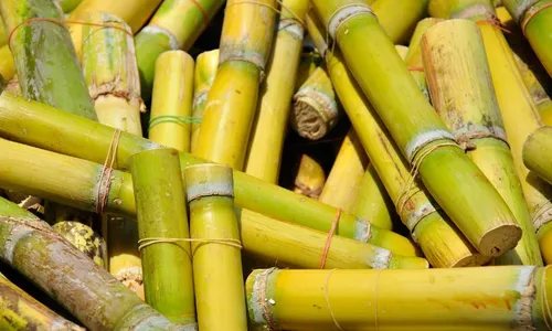 
          Imagem ilustrativa da imagem Zona da Mata aposta em inovação com produtos feitos de frutas e cana-de-açúcar
          