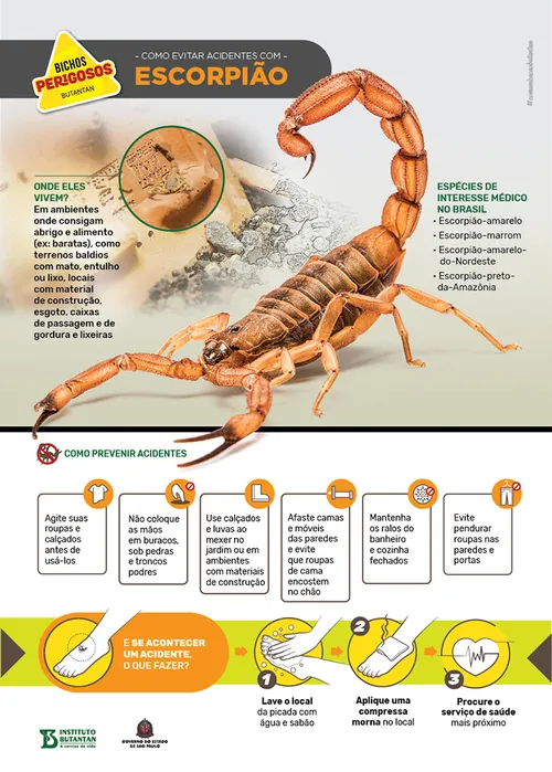 Imagem ilustrativa da imagem Agosto e setembro são os meses com mais ataques de escorpião. Veja como se prevenir