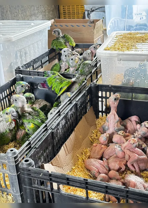 Imagem ilustrativa da imagem CPRH abriga mais de 200 aves resgatadas do tráfico no Sertão de PE