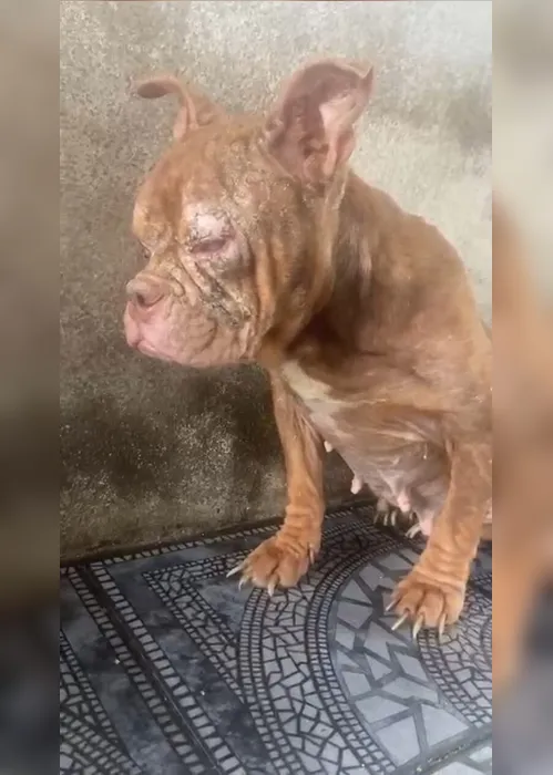 Imagem ilustrativa da imagem Vídeo: 50 animais com sinais de maus-tratos são resgatados em canil clandestino no Rio de Janeiro