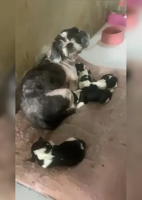 Imagem ilustrativa da imagem Vídeo: 50 animais com sinais de maus-tratos são resgatados em canil clandestino no Rio de Janeiro