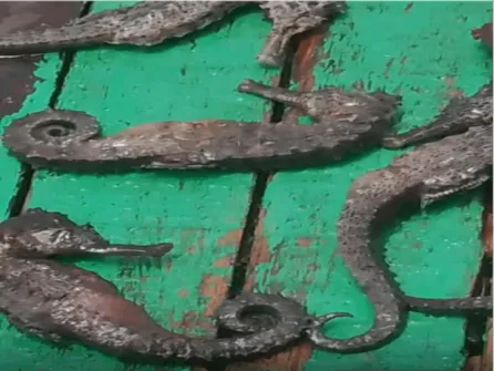 Imagem ilustrativa da imagem Morte de animais marinhos em Suape levanta alerta sobre impactos de nova dragagem