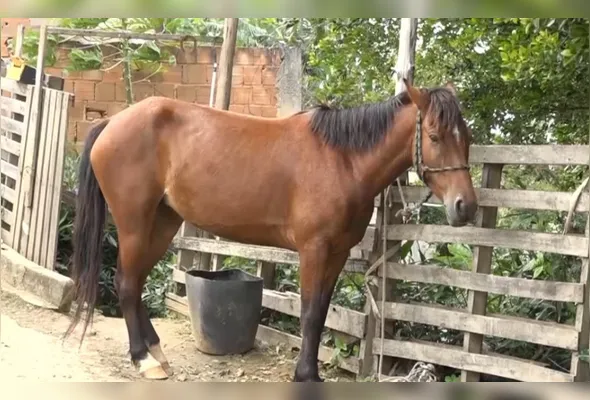 Égua foi usada pelo suspeito para fugir passando por terrenos baldios e despistar a polícia