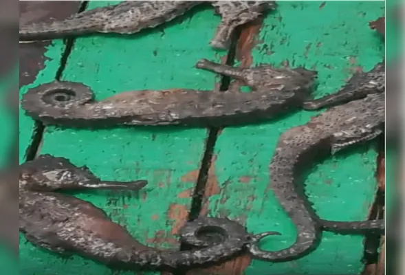 Vídeos recebidos pela reportagem mostram cavalos-marinhos mortos à beira do mangue e tartarugas encalhadas