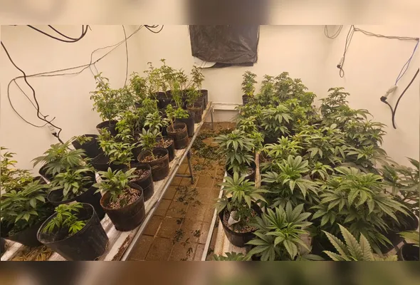 Imagem ilustrativa da imagem Polícia Militar desarticula ponto de produção de 'supermaconha' em Gravatá