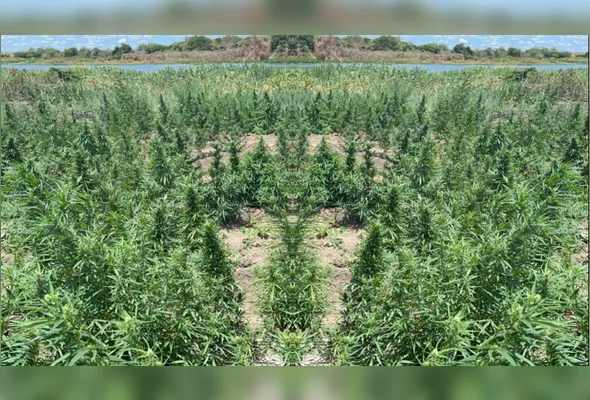 Imagem ilustrativa da imagem Polícia Militar destrói grande plantação de maconha no Sertão de PE