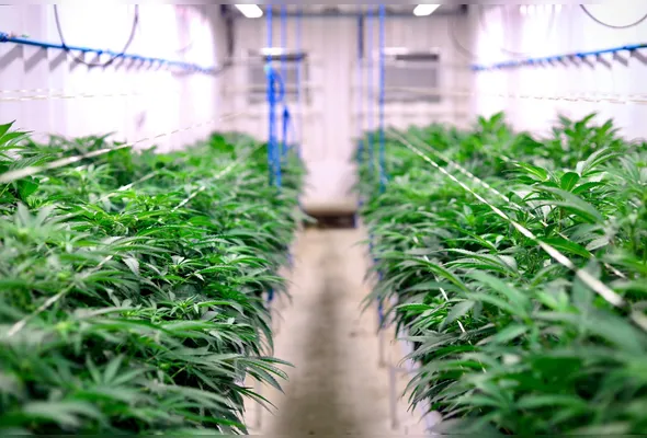 Planta tem grande potencial econômico para a indústria