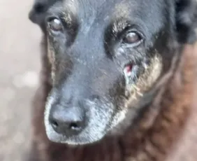 Imagem ilustrativa da imagem Adolescentes suspeitos de matar cão ‘Orelha’ estão nos Estados Unidos