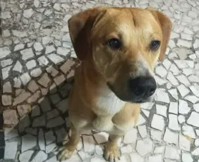 Imagem ilustrativa da imagem Adolescentes suspeitos de matar cão Orelha já tinham tentado afogar outro cachorro, diz polícia