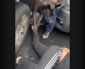 Imagem ilustrativa da imagem Agentes de imigração usam cão contra homem durante abordagem nos EUA