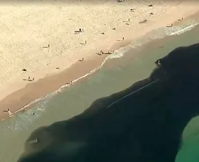 Imagem ilustrativa da imagem Banhistas nadam em meio a cardumes em praias do Rio de Janeiro; veja imagem